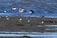 Charadrius hiaticula