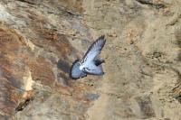 Columba livia
