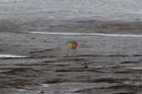 Numenius arquata