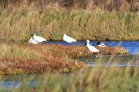 Platalea leucorodia