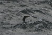 Phalacrocorax aristotelis