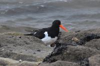 Haematopus ostralegus