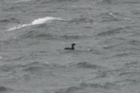 Phalacrocorax aristotelis