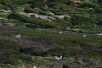 Charadrius hiaticula