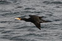 Phalacrocorax carbo
