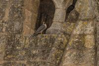 Falco peregrinus