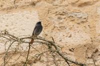 Phoenicurus ochruros