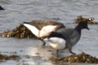 Branta bernicla nigricans