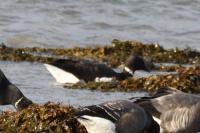 Branta bernicla nigricans