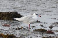 Ichthyaetus melanocephalus