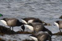 Branta bernicla nigricans