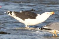 Larus marinus