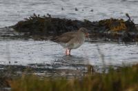 Tringa totanus