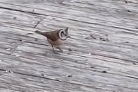 Lophophanes cristatus