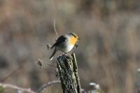 Erithacus rubecula