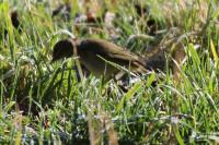 Phylloscopus collybita