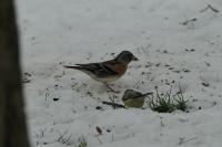 Fringilla montifringilla