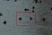 Tachybaptus ruficollis