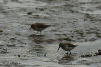 Calidris alpina