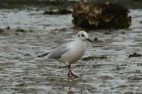 Chroicocephalus ridibundus