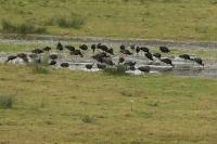 Plegadis falcinellus