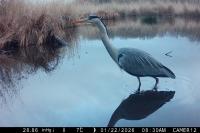 Ardea cinerea