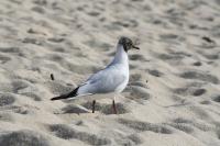 Chroicocephalus ridibundus