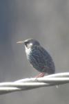 Sturnus vulgaris