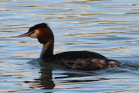 Podiceps cristatus