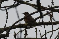Turdus iliacus