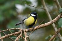 Parus major