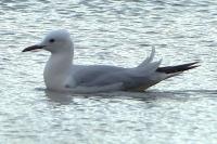 Chroicocephalus genei