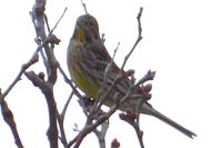Emberiza citrinella