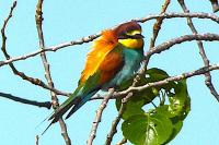 Merops apiaster