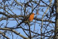 Erithacus rubecula