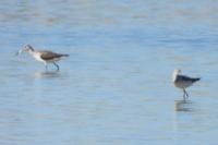 Tringa nebularia