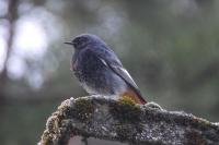 Phoenicurus ochruros