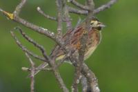 Emberiza cirlus