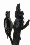 Dendrocopos major