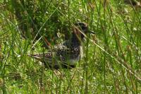 Pluvialis apricaria