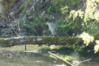 Nycticorax nycticorax