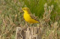 Motacilla flava flavissima