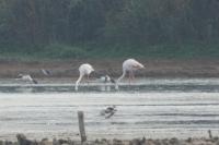 Phoenicopterus roseus