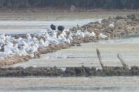 Chroicocephalus ridibundus