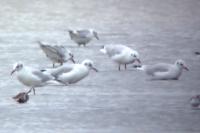 Chroicocephalus ridibundus