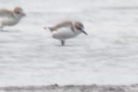 Charadrius alexandrinus