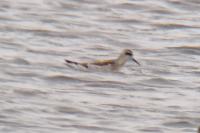 Phalaropus lobatus