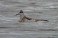 Phalaropus lobatus