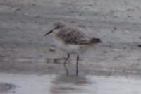 Calidris minuta