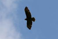 Buteo buteo